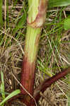 Wild parsnip